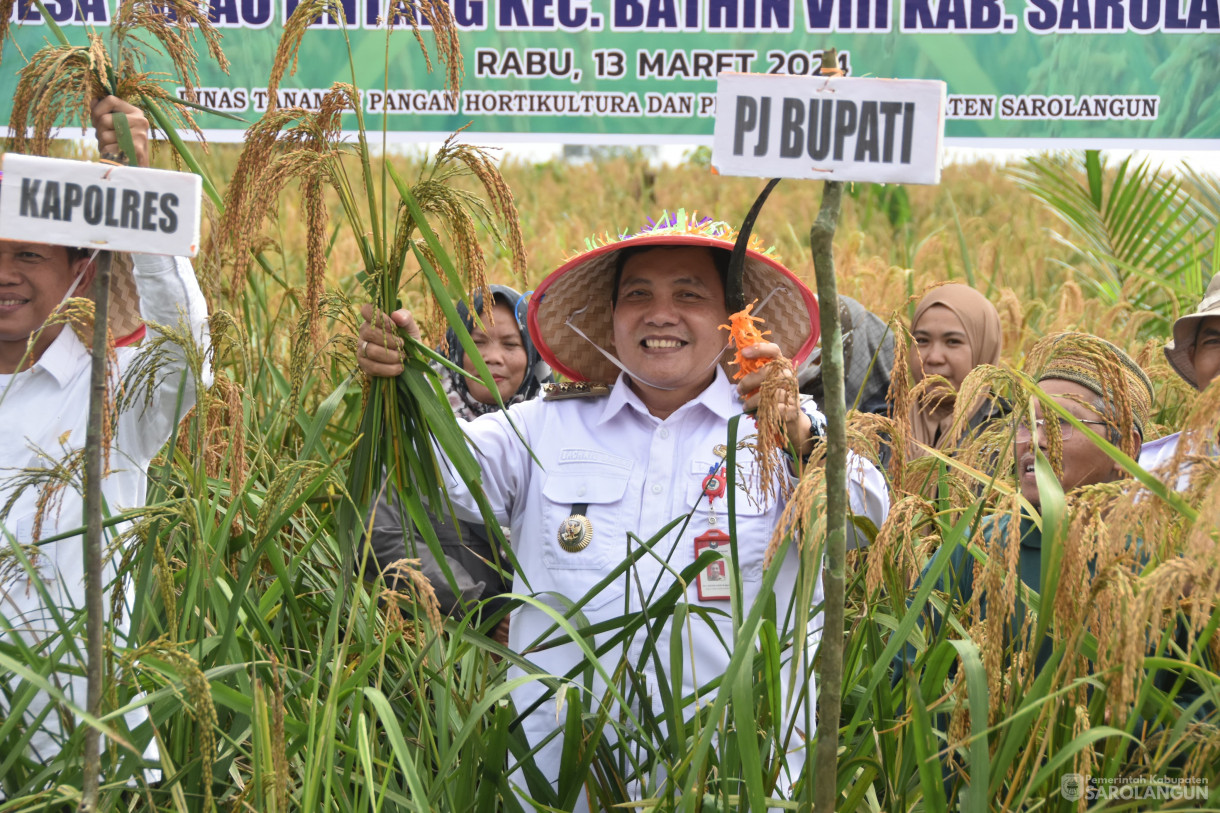 13 Maret 2024 - Panen Padi Ladang Kelompok Tani Mencawang Tani Desa Pulau Lintang Kecamatan Bathin VIII