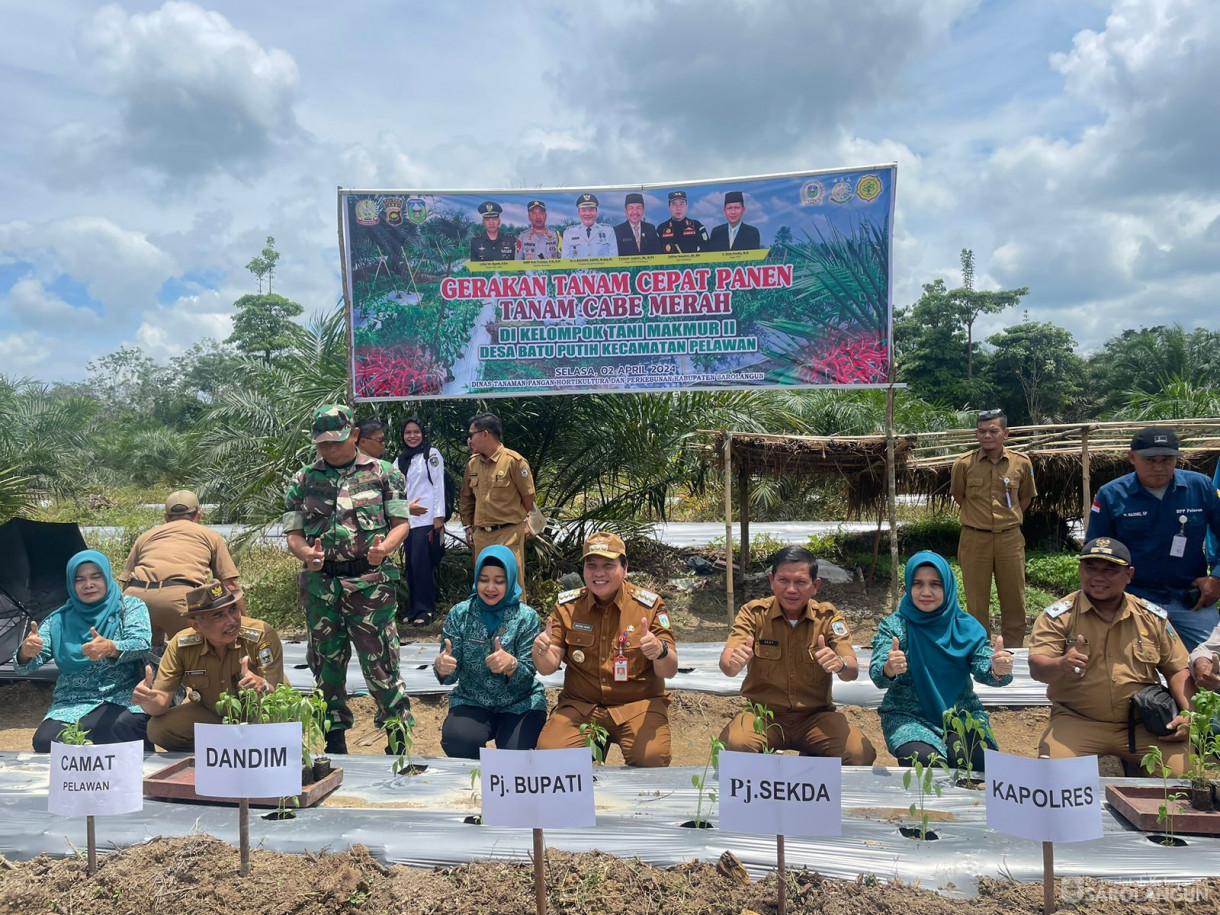 02 April 2024 - Gerakan Tanam Cepat Panen Tanam Cabe Merah Di Kelompok Tani Makmur II Desa Batu Putih Kecamatan Pelawan