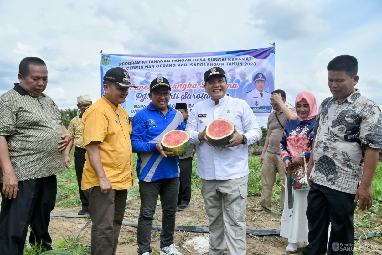 1 Desember 2023 - Panen Semangka Program Ketahanan Pangan Desa Sungai Keramat Kecamatan Cermin Nan Gedang