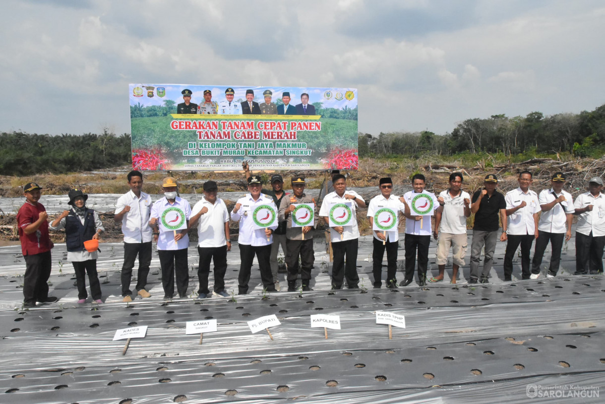 28 Agustus 2024 - Gerakan Tanam Cabe Merah Kelompok Tani Jaya Makmur Desa Bukit Murau Kecamatan Singkut