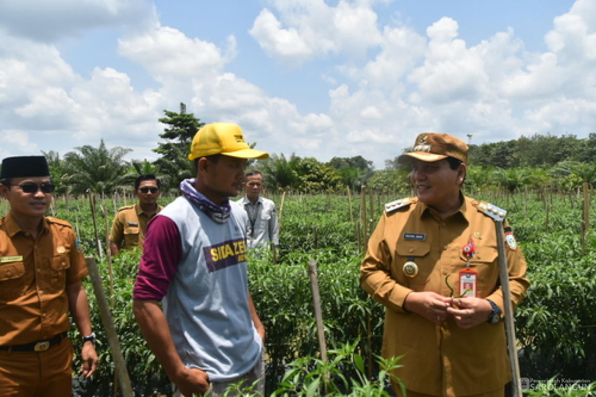 19 Maret 2024 - Panen Cabe Rawit Kelompok Tani Sakti Jaya Di Desa Bukit Murau Kecamatan Singkut