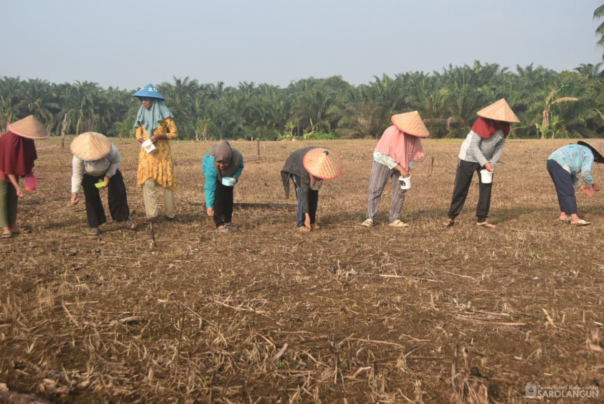 28 Agustus 2025&nbsp; &nbsp;Panen Perdana Padi Ladang Kelompok Tani Renah Mutu Desa Tanjung Kecamatan Bathin VIII