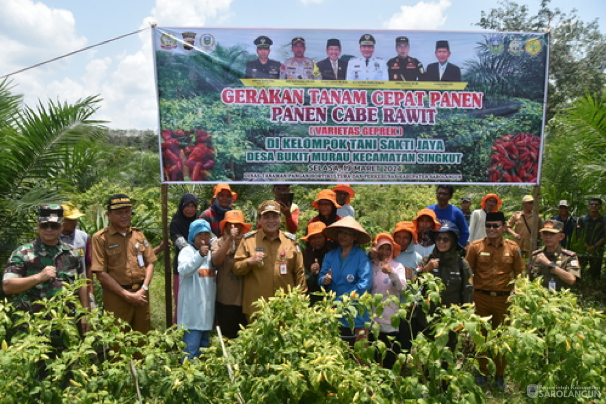 19 Maret 2024 - Panen Cabe Rawit Kelompok Tani Sakti Jaya Di Desa Bukit Murau Kecamatan Singkut