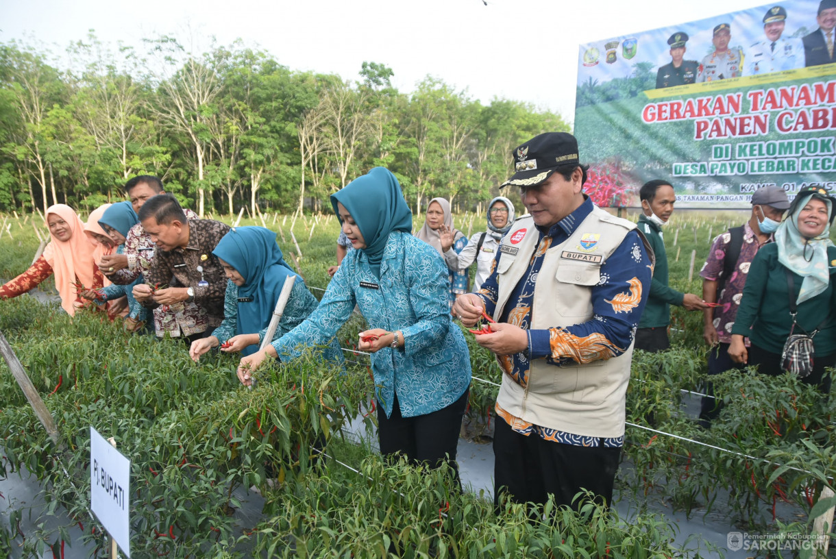 01 Agustus 2024 -&nbsp;Gerakan Tanam Cepat Panen Cabe Merah Kelompok Tani Bina Jaya, Bertempat di Desa Payolebar&nbsp; Kecamatan Singkut